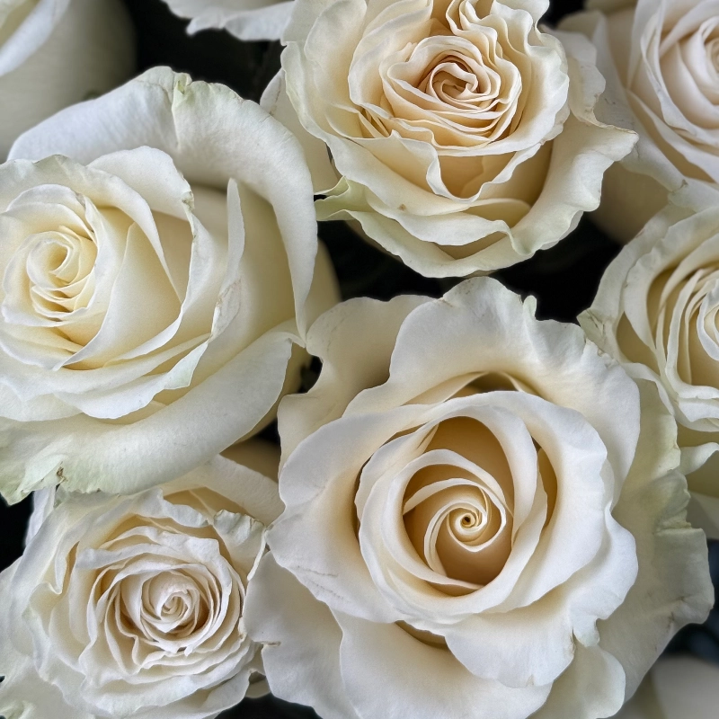 Букет 29 роз 2